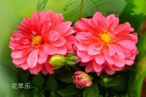小麗花圖片大全，小麗花高清圖片大全