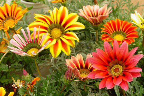 勛章菊,我更喜歡叫它勛章花 勛章花圖片大全