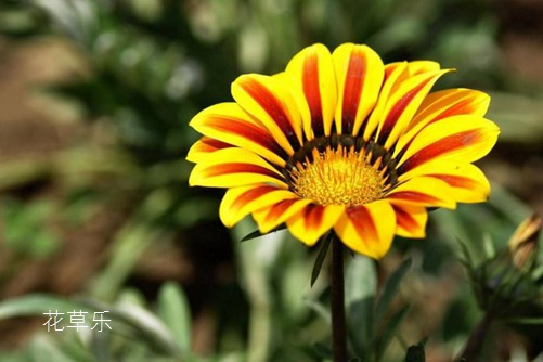 勛章菊,我更喜歡叫它勛章花 勛章花圖片大全