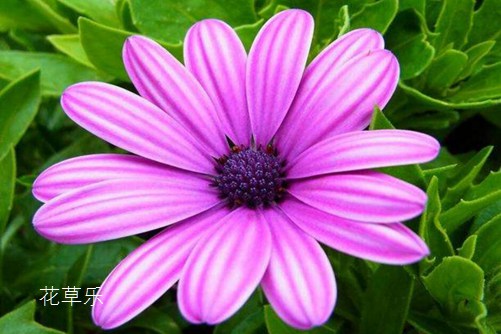 勛章菊,我更喜歡叫它勛章花 勛章花圖片大全
