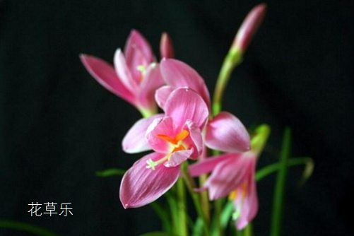 韭蓮有什么作用,韭蓮的功效與作用介紹