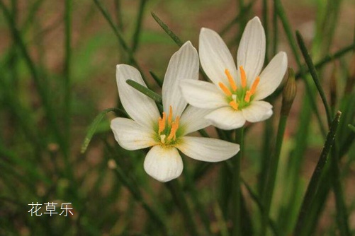 韭蓮有什么作用,韭蓮的功效與作用介紹