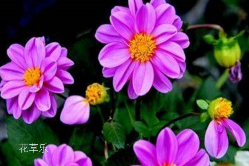 小麗花開花及其管理，把它種下，立馬成為“別人家的陽臺“！