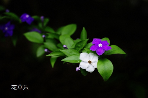 雙色茉莉怎么施肥？教你幾招，枝繁葉茂，花開不斷，香飄滿屋！