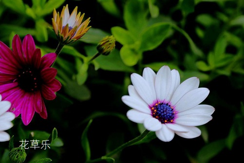 藍目菊怎么養?按下面的養殖方法才能讓藍目菊花期長又艷