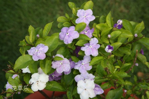 雙色茉莉家里怎么養？會“變臉”的花草，說不定就在你家陽臺！