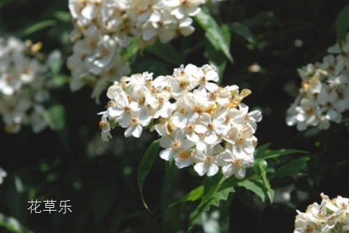 荼蘼花花語與傳說是什么？表達“末日之美”的凄美愛情