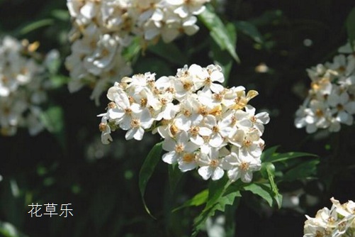荼蘼花的養殖方法介紹!荼蘼花這樣養才能養出它的高傲和清秀