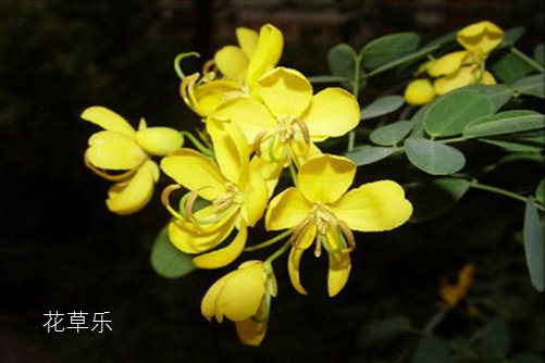 荼蘼花的養殖方法介紹!荼蘼花這樣養才能養出它的高傲和清秀