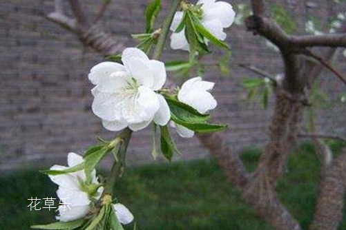 荼蘼花花語與傳說是什么？表達“末日之美”的凄美愛情
