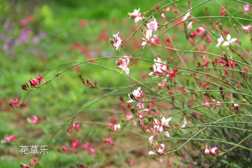 千鳥花的養(yǎng)殖方法和注意事項(xiàng)，不是所有紫色花都叫薰衣草，還有它千鳥花！