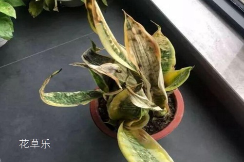 虎皮蘭葉子發(fā)軟怎么辦,學會下面幾種方法馬上就堅挺直立