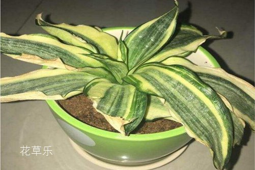 虎皮蘭葉子發(fā)軟怎么辦,學會下面幾種方法馬上就堅挺直立