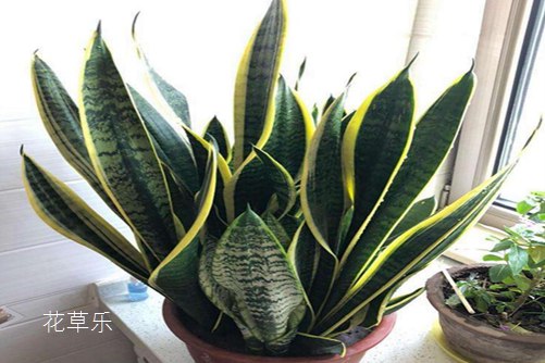 虎皮蘭葉子發(fā)軟怎么辦,學會下面幾種方法馬上就堅挺直立