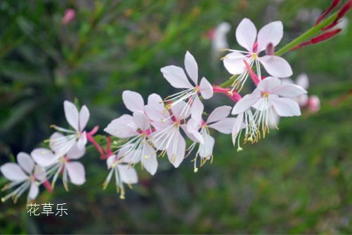 千鳥花的繁殖方法，愛它就讓它“生崽”吧！