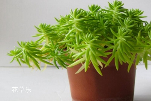 垂盆草和佛甲草的區別，看一眼葉子就明白了就是這么簡單