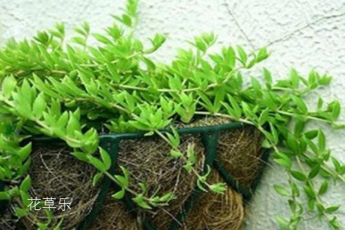 垂盆草和佛甲草的區別，看一眼葉子就明白了就是這么簡單