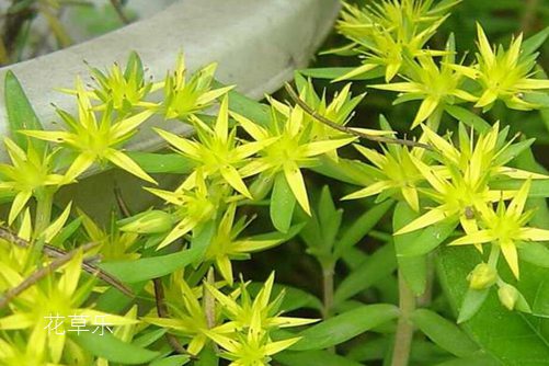 垂盆草和佛甲草的區別，看一眼葉子就明白了就是這么簡單
