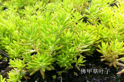 垂盆草和佛甲草的區別，看一眼葉子就明白了就是這么簡單