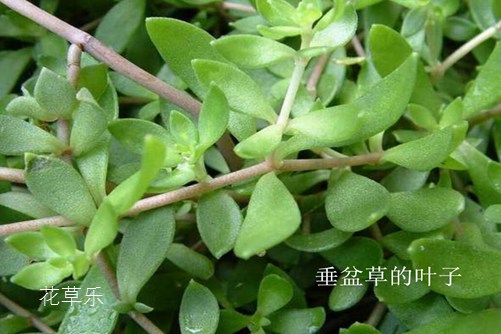 垂盆草和佛甲草的區別，看一眼葉子就明白了就是這么簡單