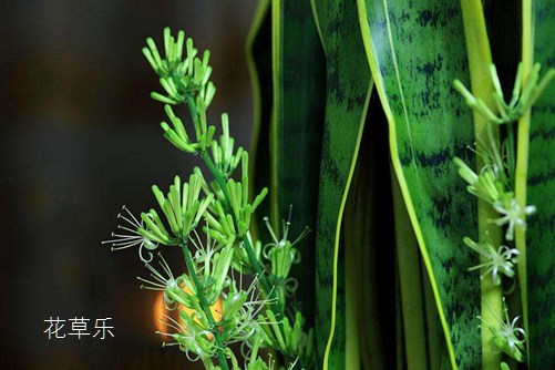 虎皮蘭開(kāi)花有什么預(yù)兆？虎皮蘭怎樣養(yǎng)才會(huì)開(kāi)花