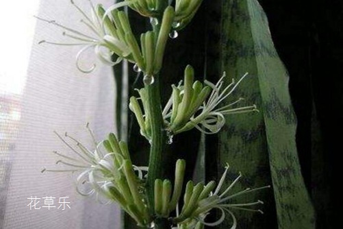虎皮蘭開(kāi)花有什么預(yù)兆？虎皮蘭怎樣養(yǎng)才會(huì)開(kāi)花