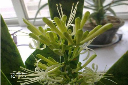 虎皮蘭開(kāi)花有什么預(yù)兆？虎皮蘭怎樣養(yǎng)才會(huì)開(kāi)花