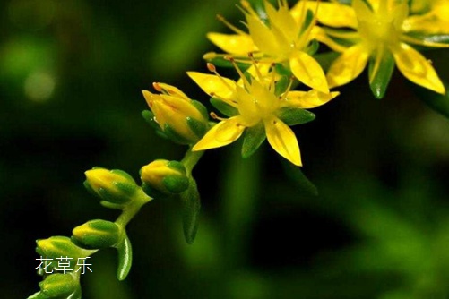 垂盆草如何安全越冬，垂盆草的養殖方法介紹