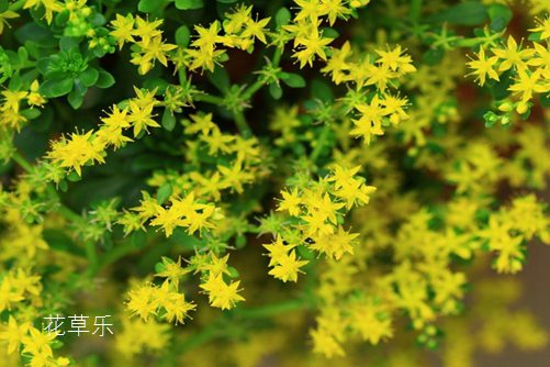 垂盆草如何安全越冬，垂盆草的養殖方法介紹