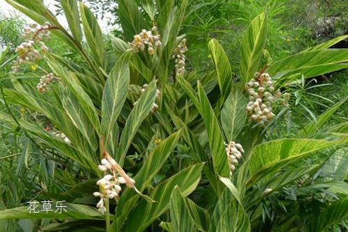 花葉良姜的風(fēng)水應(yīng)用，良辰美景奈何天，花葉良姜誰家院？