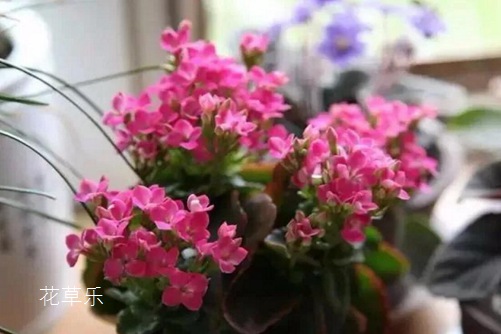 伽藍菜的花語是什么？ 大吉大利福壽吉慶