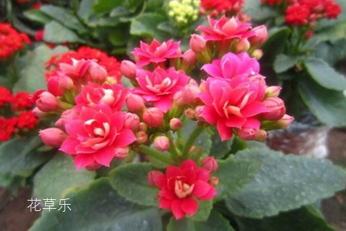 伽藍菜的花語是什么？ 大吉大利福壽吉慶