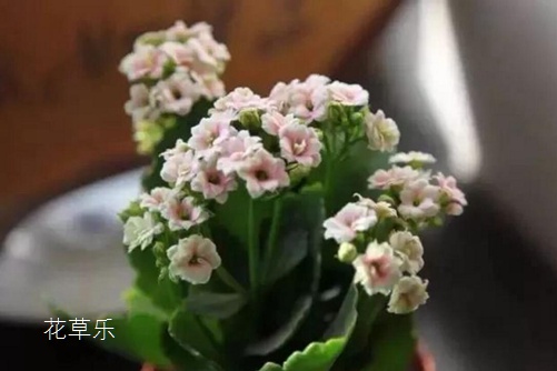 伽藍菜的花語是什么？ 大吉大利福壽吉慶