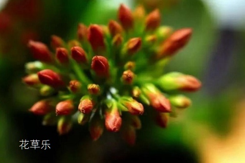 伽藍菜的花語是什么？ 大吉大利福壽吉慶