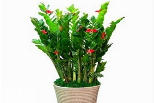 金錢樹開花嗎？能開花，厲害了我的金錢樹！