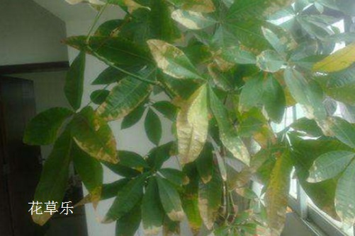 發財樹常見病蟲害的防治小妙招，你還不趕緊收藏了！