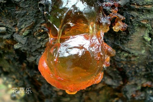 流膠病會導致桃樹枯死，該如何預防和治療桃樹流膠病呢