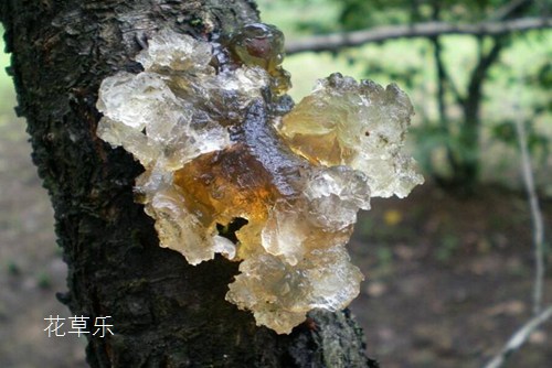 流膠病會導致桃樹枯死，該如何預防和治療桃樹流膠病呢
