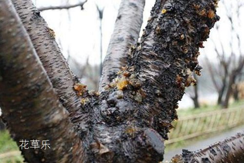 流膠病會導致桃樹枯死，該如何預防和治療桃樹流膠病呢