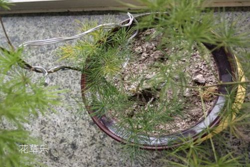 蓬萊松葉子發黃了怎么辦？知道了這些你的蓬萊松才會四季嫩綠