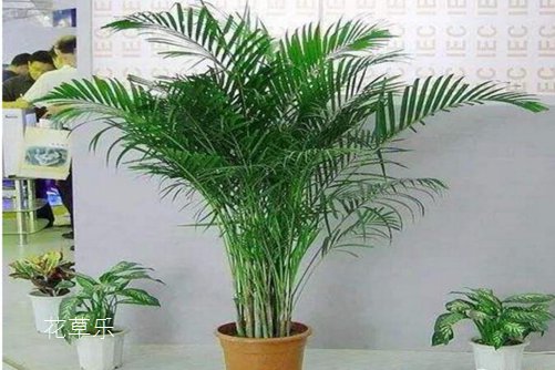 夏威夷椰子葉片發黃怎么處理