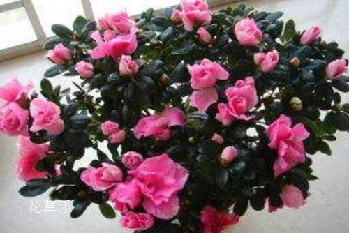 西洋杜鵑葉片脫落怎么處理？北方西洋杜鵑的養(yǎng)殖方法和注意事項(xiàng)