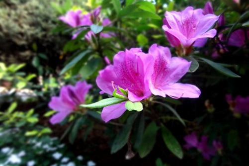 杜鵑花掉葉子怎么辦,杜鵑花什么時候開呢？