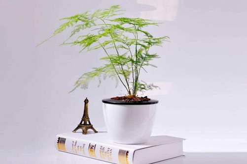 文竹葉子發(fā)黃了怎么辦？文竹怎么養(yǎng)才不會(huì)發(fā)黃