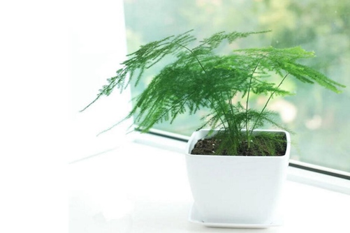 文竹葉子發(fā)黃了怎么辦？文竹怎么養(yǎng)才不會(huì)發(fā)黃