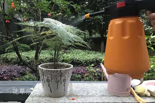 救救我的文竹， 一晚上的時間 葉子就被白色網(wǎng)罩住了