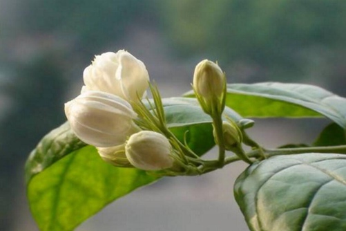 茉莉葉片發(fā)黃怎么辦 幾點建議讓你的茉莉花開滿枝,葉子不再發(fā)黃