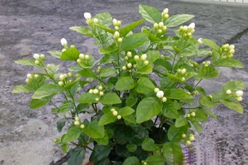 茉莉葉片發(fā)黃怎么辦 幾點建議讓你的茉莉花開滿枝,葉子不再發(fā)黃