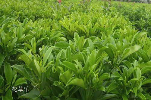 非洲茉莉遇蟲害該怎么辦，看看這些你就知道了