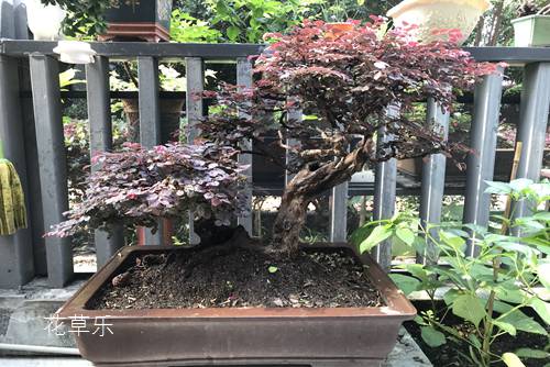 繼木盆景每年都回片嚴重（立枯病），什么原因造成，如何預防？